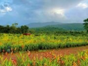 Goa’s Tourism Set For A Revamp?