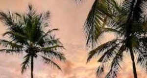 Edge – Tropical Bar & Kitchen at Alila Diwa Goa is Now Open!