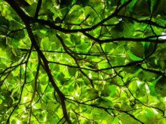 Greener Mining in the Making