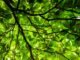 Greener Mining in the Making